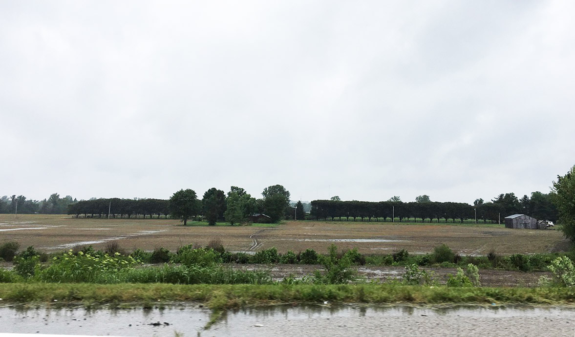 Hayden家族就居住在樹林的後方。