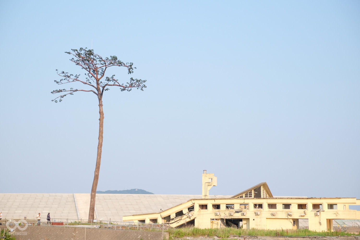 曾在公路旁有大片樹林與建築,如今只剩下這一株孤立於此(照片取自岩守日報)