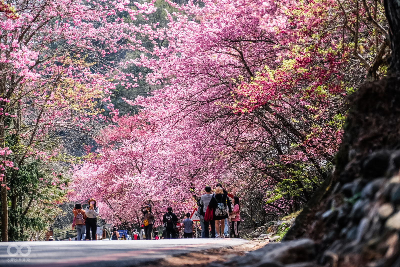 武陵農場每年盛開的櫻花,是許多民眾賞花的夢幻景點