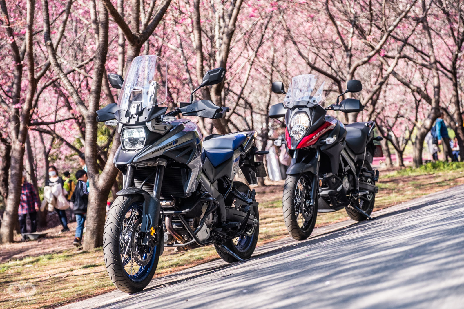 雖然櫻花季期間有入園車輛管制,但機車(含大型重機)可不受管制直接購票入園