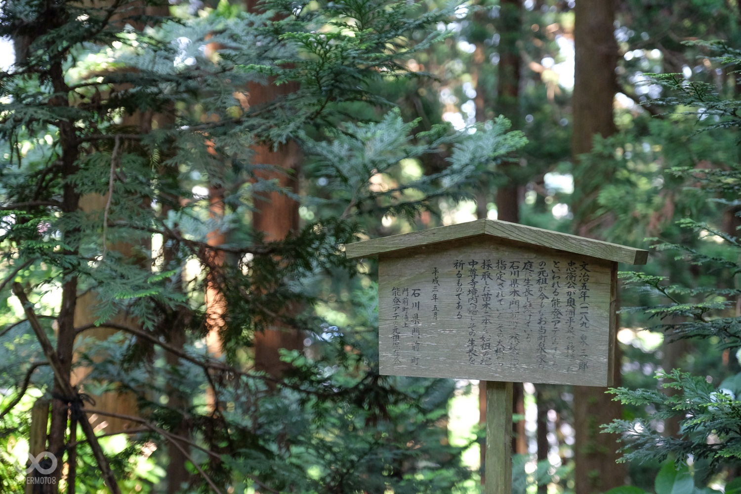 中尊寺的參道稱作月見坂,兩旁的杉樹是在江戶時代所種植,樹林已有超過300年的歷史