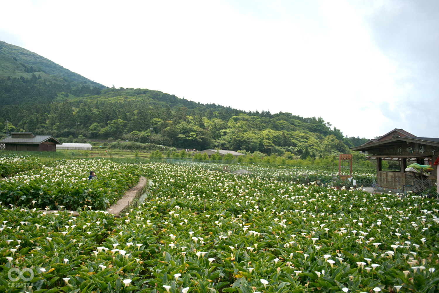 海芋田花海同樣也是陽金公路上相當著名的景觀。